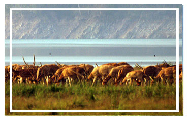 Jim Corbett National park
